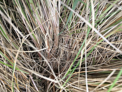 Festuca novae-zelandiae