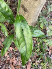 Angiospermae