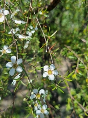 Leptospermum polygalifolium