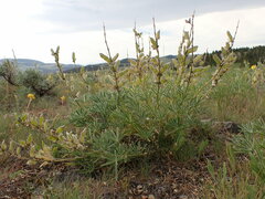 Lupinus wyethii wyethii