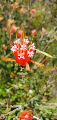 Lambertia formosa