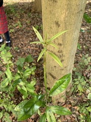 Angiospermae