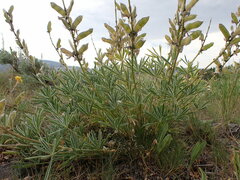 Lupinus wyethii wyethii