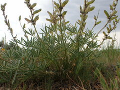 Lupinus wyethii wyethii