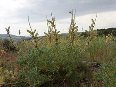 Lupinus wyethii wyethii