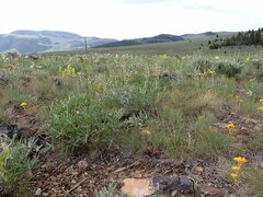 Lupinus wyethii wyethii
