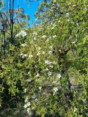 Leptospermum polygalifolium