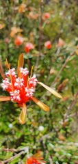 Lambertia formosa