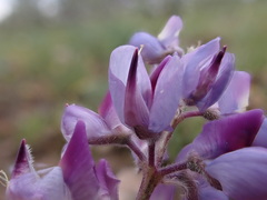 Lupinus wyethii wyethii