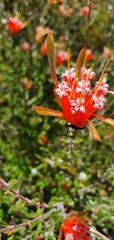 Lambertia formosa