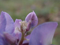 Lupinus wyethii wyethii