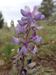 Lupinus wyethii wyethii