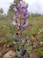 Lupinus wyethii wyethii
