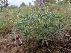 Lupinus wyethii wyethii