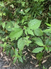 Girardinia diversifolia