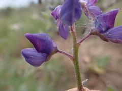 Lupinus wyethii wyethii