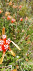 Lambertia formosa