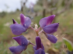 Lupinus wyethii wyethii