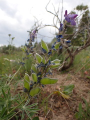 Lupinus wyethii wyethii