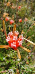 Lambertia formosa