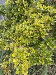 Ilex crenata