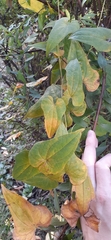 Dioscorea japonica