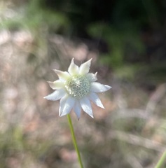 Actinotus minor