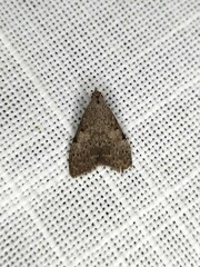Nola pleurosema