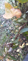 Dioscorea japonica