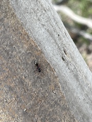 Dolichoderus scabridus
