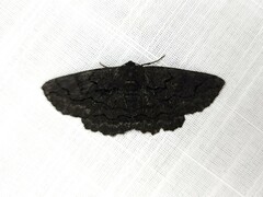 Melanodes anthracitaria