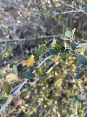 Cercocarpus