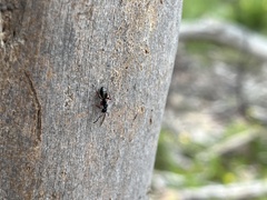 Dolichoderus scabridus