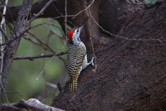 Chloropicus fuscescens