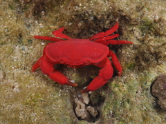 Neoliomera insularis