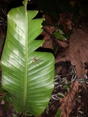 Cupiennius coccineus