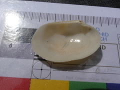 Venerupis galactites