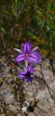 Thysanotus tuberosus