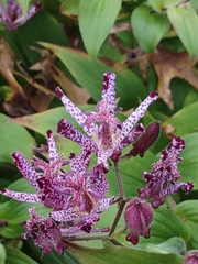 Tricyrtis