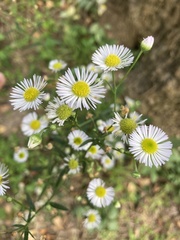 Erigeron philadelphicus