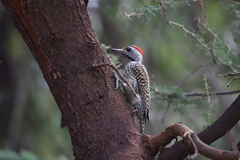 Chloropicus fuscescens