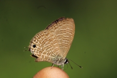 Nacaduba berenice