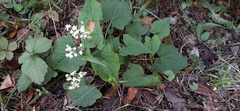 Fagopyrum esculentum