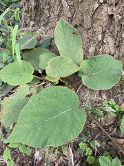 Actinidia