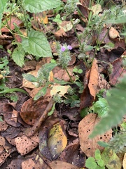 Justicia procumbens