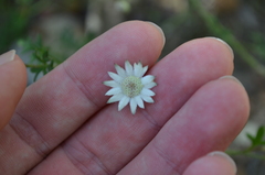 Actinotus minor