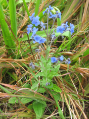 Cynoglossum amabile