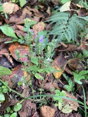 Justicia procumbens