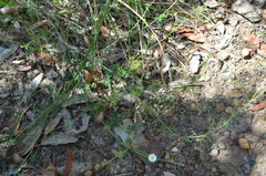 Actinotus minor