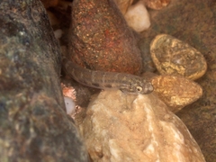 Sicyopterus